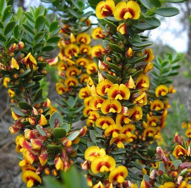 Eutaxia myrtifolia - Esperance Wildflower, Flor Selvagem de Esperance, Arbusto Ovos e Bacon, Eggs & B - Imagem 3