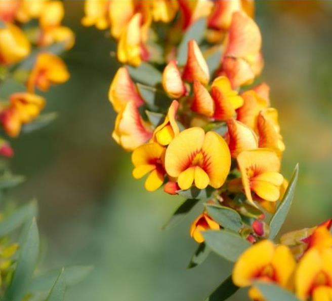 Eutaxia myrtifolia - Esperance Wildflower, Flor Selvagem de Esperance, Arbusto Ovos e Bacon, Eggs & B - Imagem 4