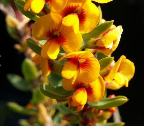 Eutaxia myrtifolia - Esperance Wildflower, Flor Selvagem de Esperance, Arbusto Ovos e Bacon, Eggs & B - Imagem 5
