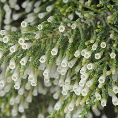 Fabiana imbricata - Pichi Pichi, Fabiana Bush, Arbusto Ninho Fabina, Pichi-Romero
