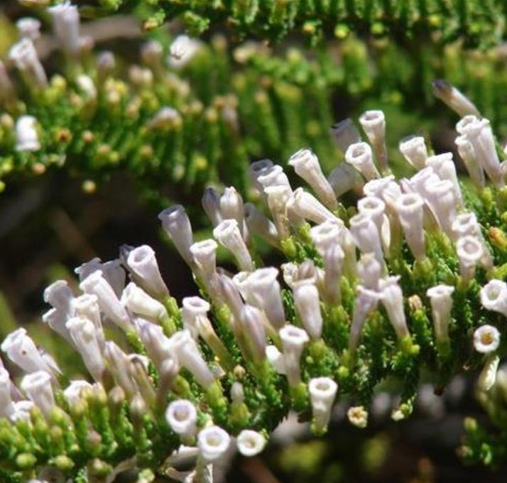 Fabiana imbricata - Pichi Pichi, Fabiana Bush, Arbusto Ninho Fabina, Pichi-Romero - Imagem 2