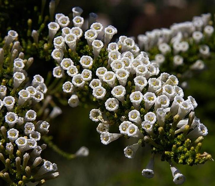 Fabiana imbricata - Pichi Pichi, Fabiana Bush, Arbusto Ninho Fabina, Pichi-Romero - Imagem 4