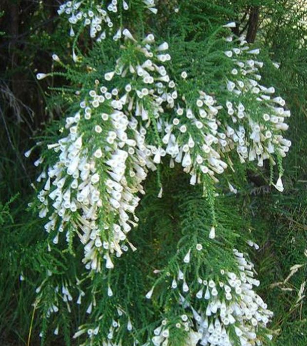 Fabiana imbricata - Pichi Pichi, Fabiana Bush, Arbusto Ninho Fabina, Pichi-Romero - Imagem 5