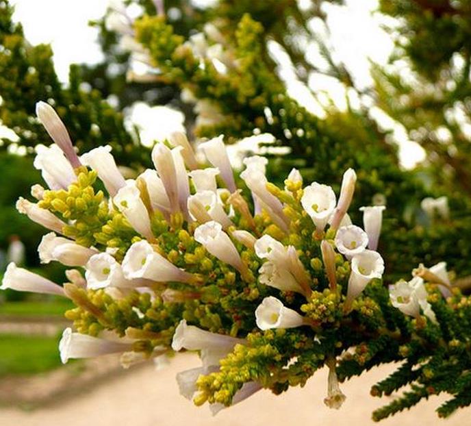 Fabiana imbricata - Pichi Pichi, Fabiana Bush, Arbusto Ninho Fabina, Pichi-Romero - Imagem 6