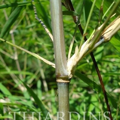 Fargesia yunnanensis - Bambu Borinda Yunnanensis