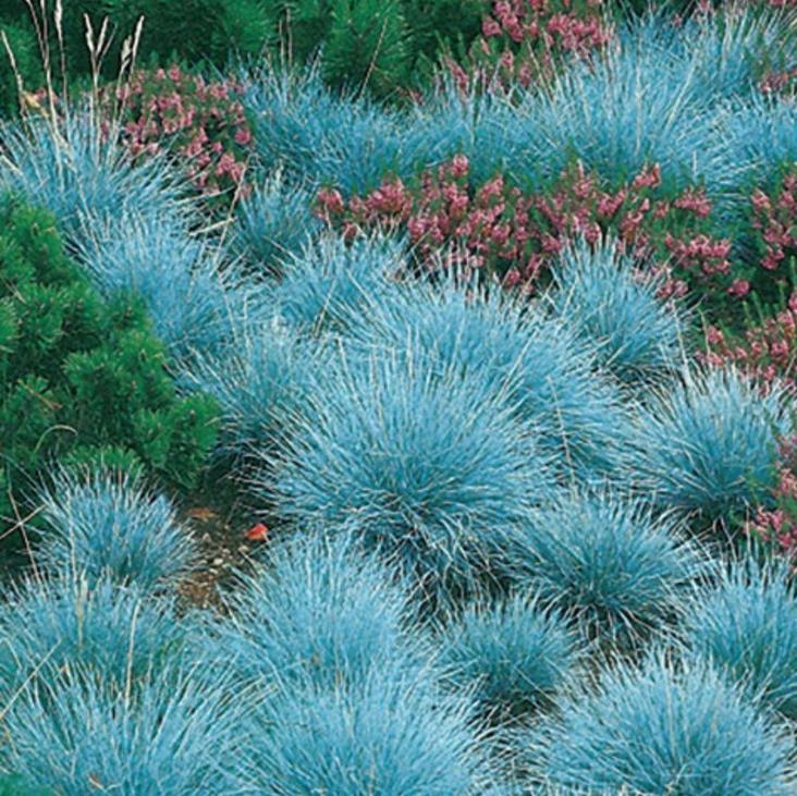 Festuca glauca 'Blue Select' - Grama Azul 'Seleção Azul', Blue Fescue Grass, Blue Select Grass - Imagem 2