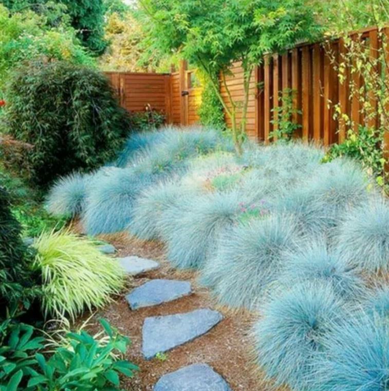 Festuca glauca 'Blue Select' - Grama Azul 'Seleção Azul', Blue Fescue Grass, Blue Select Grass - Imagem 3