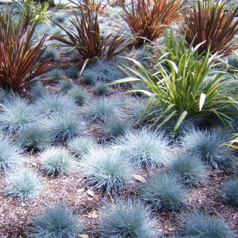 Festuca glauca 'Blue Select' - Grama Azul 'Seleção Azul', Blue Fescue Grass, Blue Select Grass - Imagem 4