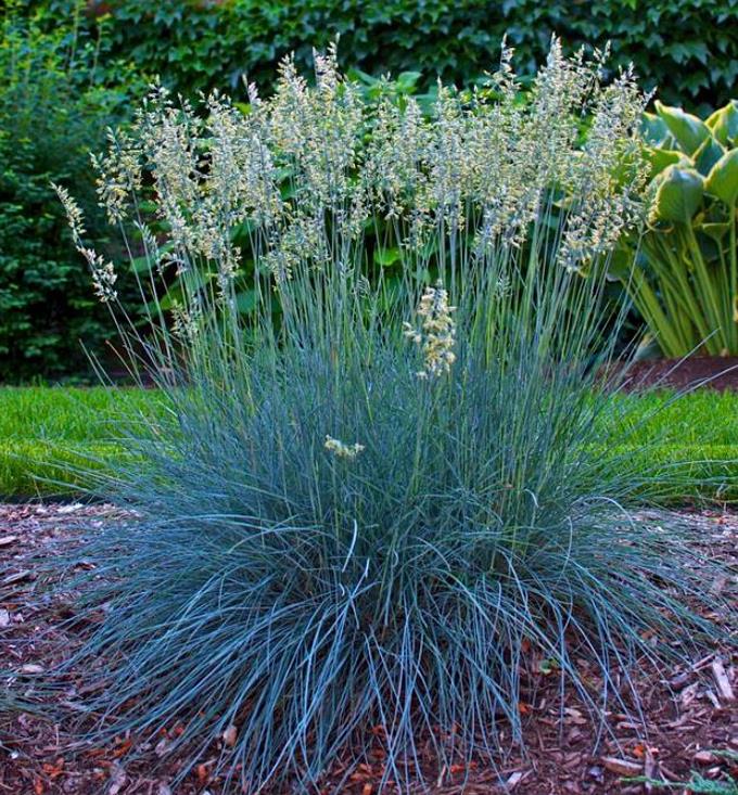 Festuca glauca 'Blue Select' - Grama Azul 'Seleção Azul', Blue Fescue Grass, Blue Select Grass - Imagem 5