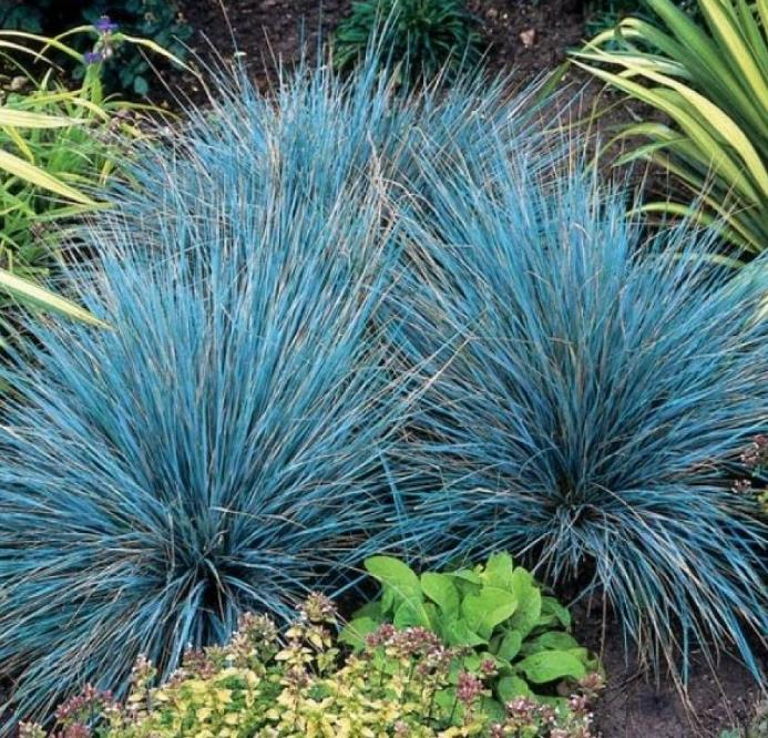 Festuca glauca 'Blue Select' - Grama Azul 'Seleção Azul', Blue Fescue Grass, Blue Select Grass - Imagem 6