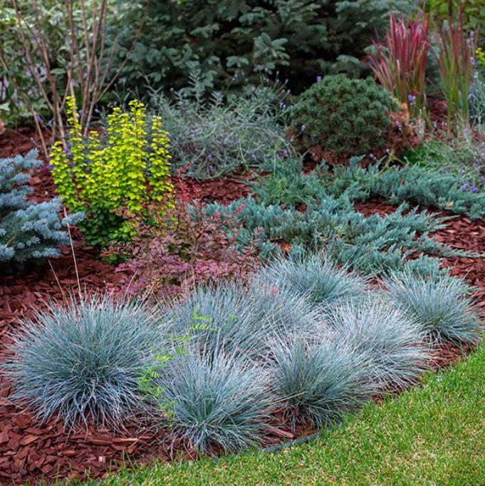 Festuca glauca 'Blue Select' - Grama Azul 'Seleção Azul', Blue Fescue Grass, Blue Select Grass - Imagem 7