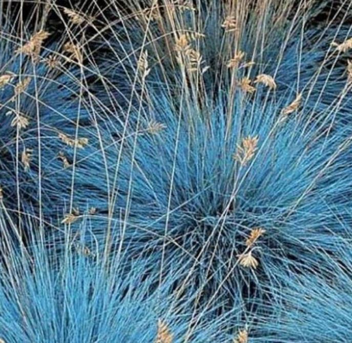 Festuca glauca 'Blue Select' - Grama Azul 'Seleção Azul', Blue Fescue Grass, Blue Select Grass - Imagem 8