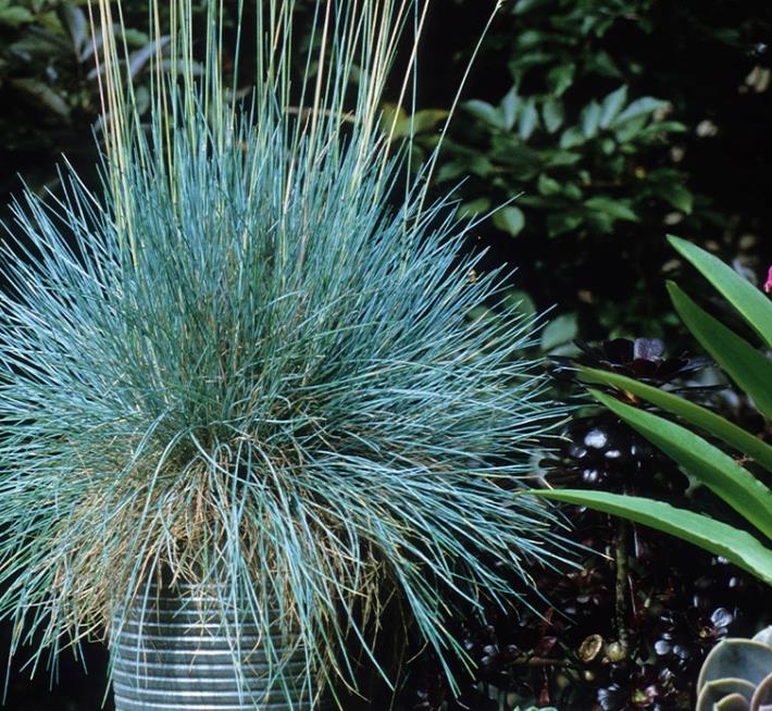 Festuca glauca 'Blue Select' - Grama Azul 'Seleção Azul', Blue Fescue Grass, Blue Select Grass - Imagem 9