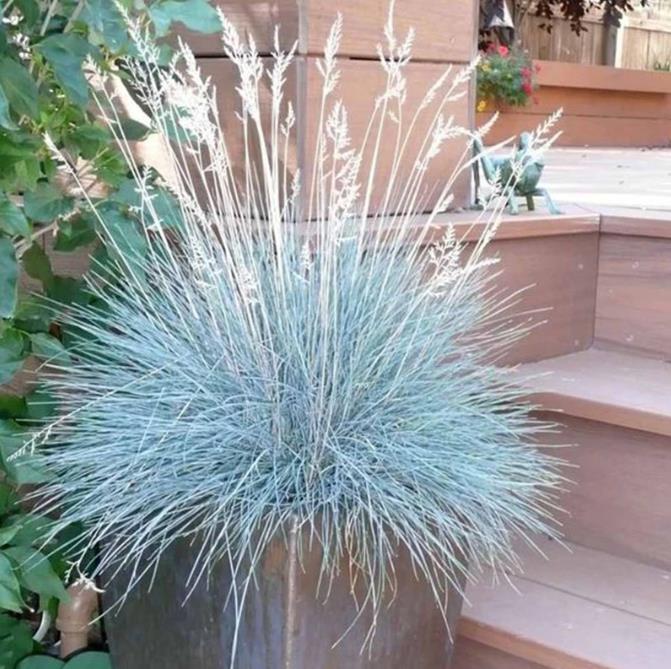 Festuca glauca 'Blue Select' - Grama Azul 'Seleção Azul', Blue Fescue Grass, Blue Select Grass - Imagem 10