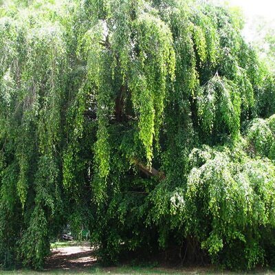 Ficus benjamina - Figueira Benjamim, Figo Chorão, Weeping Fig