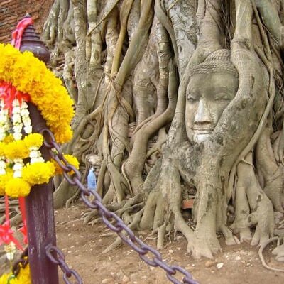Ficus religiosa - Figueira Religiosa, Figueira dos Pagodes, Figueira Sagrada, Sacred Fig