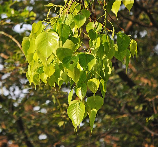 Ficus religiosa - Figueira Religiosa, Figueira dos Pagodes, Figueira Sagrada, Sacred Fig - Imagem 3
