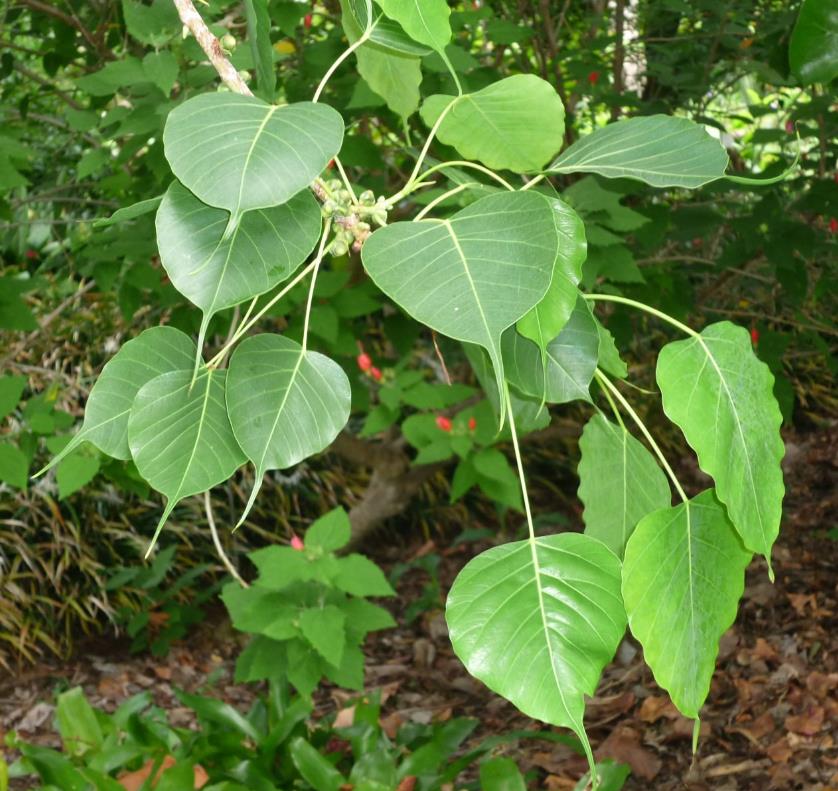 Ficus religiosa - Figueira Religiosa, Figueira dos Pagodes, Figueira Sagrada, Sacred Fig - Imagem 4