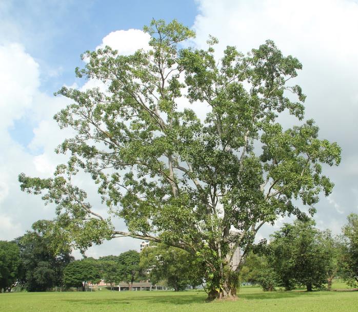 Ficus religiosa - Figueira Religiosa, Figueira dos Pagodes, Figueira Sagrada, Sacred Fig - Imagem 6