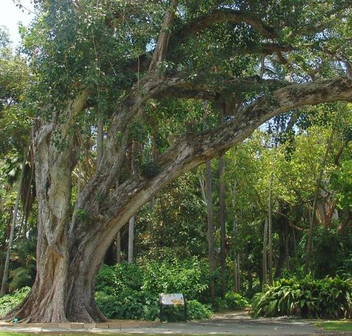 Ficus religiosa - Figueira Religiosa, Figueira dos Pagodes, Figueira Sagrada, Sacred Fig - Imagem 7