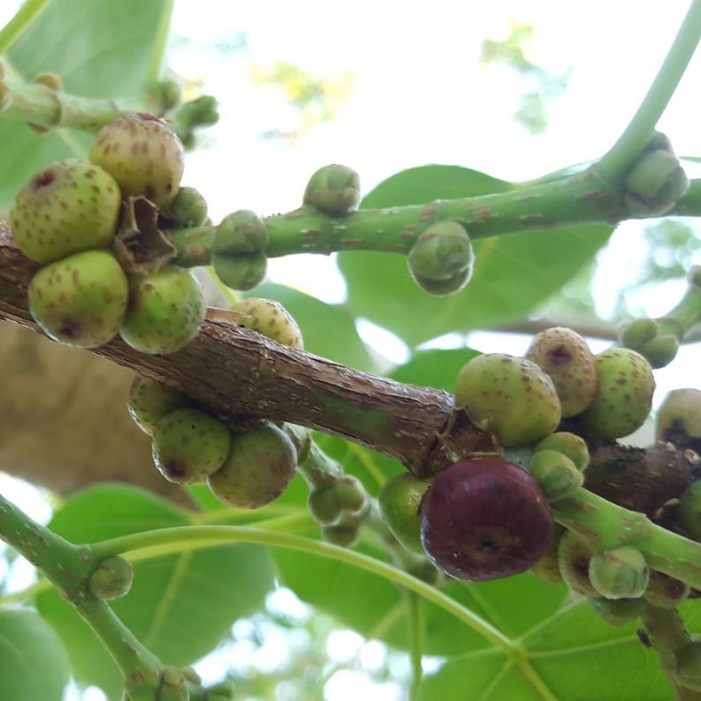 Ficus religiosa - Figueira Religiosa, Figueira dos Pagodes, Figueira Sagrada, Sacred Fig - Imagem 8