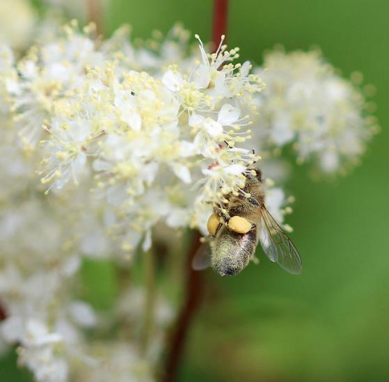 Filipendula Ulmaria (Spirraea Ulmaria) - Aspirina Vegetal, Erva Ulmeira, Rainha do Prado, Hidromel - Imagem 5