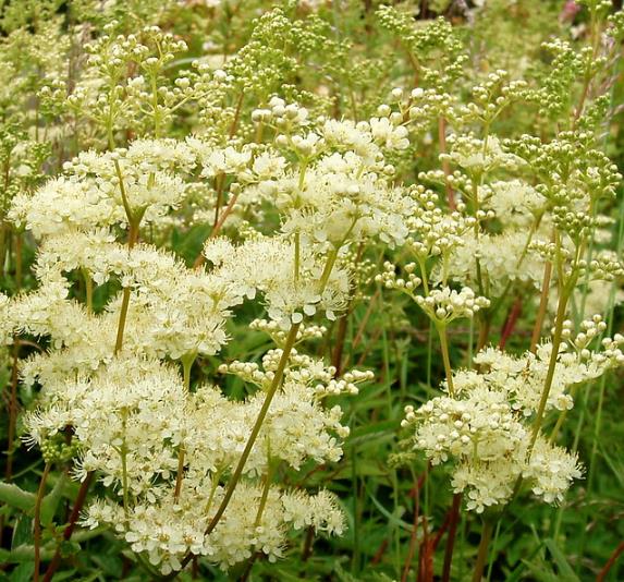 Filipendula Ulmaria (Spirraea Ulmaria) - Aspirina Vegetal, Erva Ulmeira, Rainha do Prado, Hidromel - Imagem 8