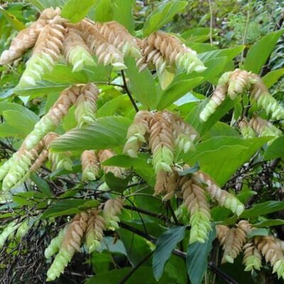Flemingia strobilifera - Lúpulo Selvagem, Wild Hops, Planta da Sorte, Luck Plant, Panapanarahan