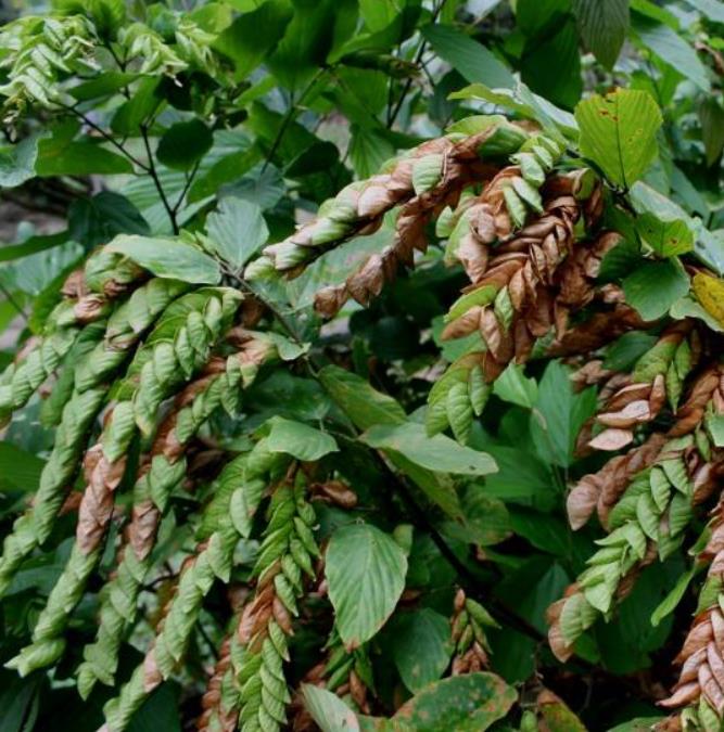 Flemingia strobilifera - Lúpulo Selvagem, Wild Hops, Planta da Sorte, Luck Plant, Panapanarahan - Imagem 3