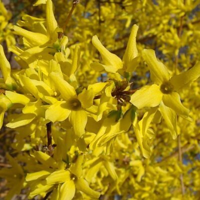 Forsythia suspensa - Forsítia suspensa, Forsítia chorona, Sino de ouro, Sino dourado
