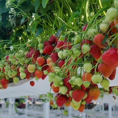 Fragaria vesca  Alexandra - Morango Alexandra
