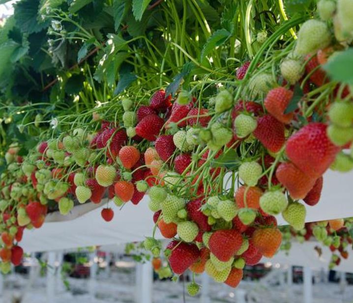 Fragaria vesca Alexandra - Morango Alexandra