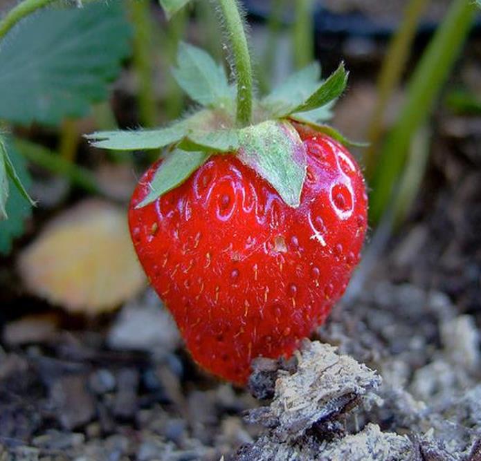 Fragaria vesca Alexandra - Morango Alexandra - Imagem 2