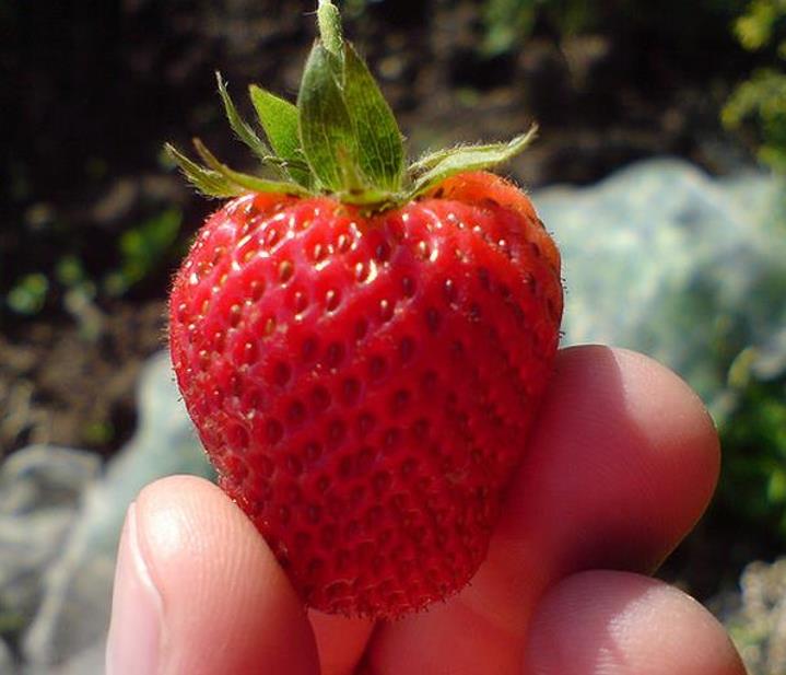 Fragaria vesca Alexandra - Morango Alexandra - Imagem 3