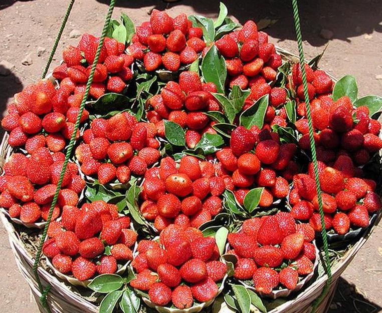 Fragaria vesca Alexandra - Morango Alexandra - Imagem 5