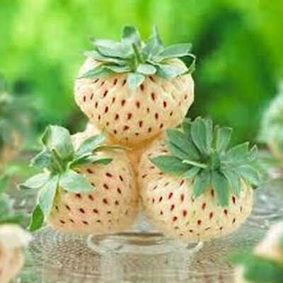 Fragaria vesca 'White Soul' - Morango Alma Branca, Morango Branco, Morango Abacaxi, Pineberry