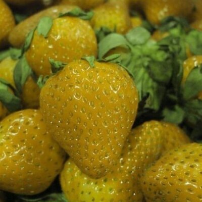 Fragaria vesca Yellow Wonder - Morango Amarelo, Morango Silvestre Amarelo