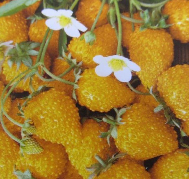 Fragaria vesca Yellow Wonder - Morango Amarelo, Morango Silvestre Amarelo - Imagem 2
