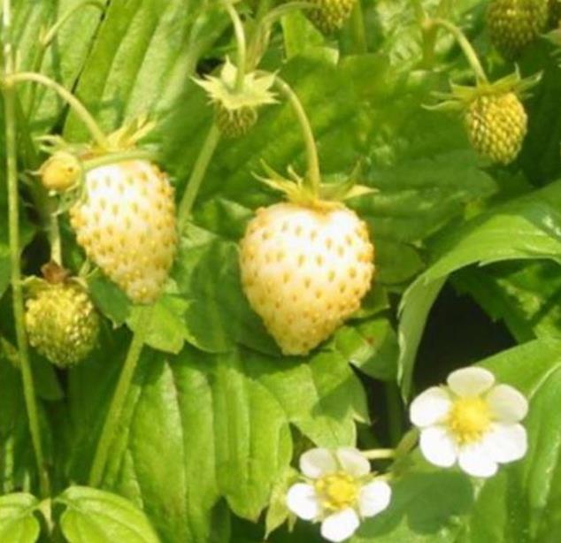 Fragaria vesca Yellow Wonder - Morango Amarelo, Morango Silvestre Amarelo - Imagem 3