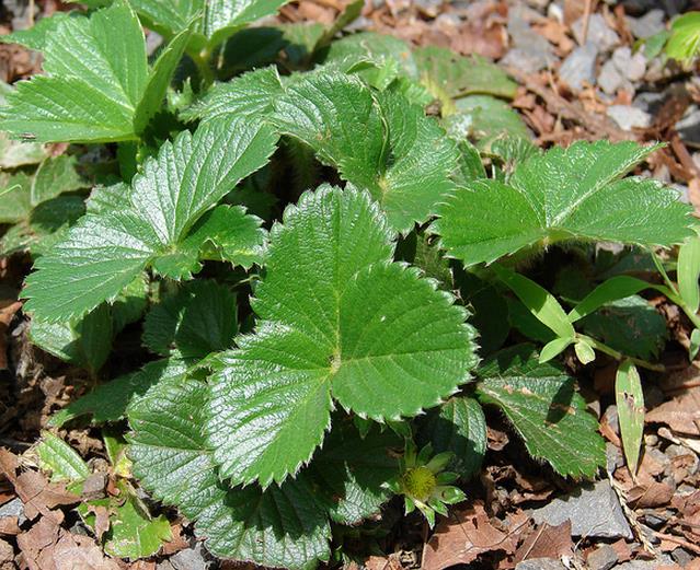 Fragaria vesca Yellow Wonder - Morango Amarelo, Morango Silvestre Amarelo - Imagem 6