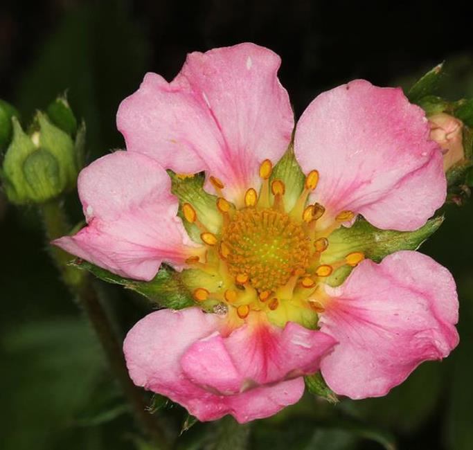 Fragaria x Ananassa fragissimo - Morango Fragissimo - Imagem 2