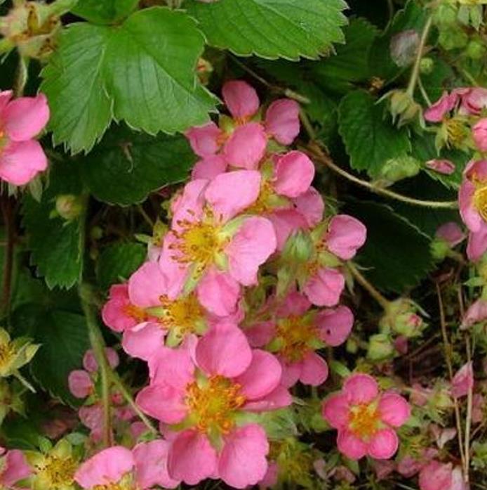 Fragaria x Ananassa fragissimo - Morango Fragissimo - Imagem 3