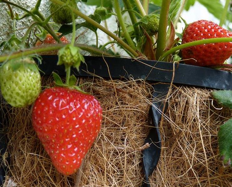 Fragaria x Ananassa fragissimo - Morango Fragissimo - Imagem 4