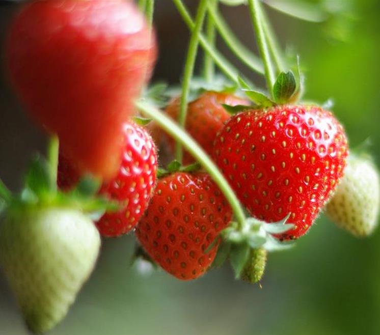 Fragaria x Ananassa fragissimo - Morango Fragissimo - Imagem 5