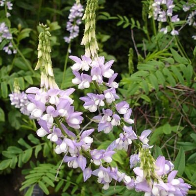 Galega officinalis - Galega, Arruda Caprária, Arruda de Cabra, Arruda-Caprária, Goat's Rue