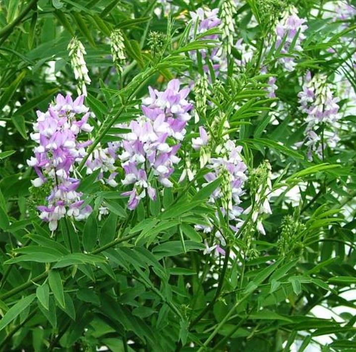 Galega officinalis - Galega, Arruda Caprária, Arruda de Cabra, Arruda-Caprária, Goat's Rue - Imagem 2