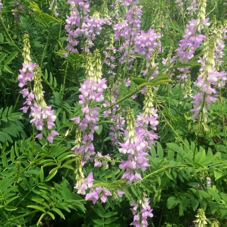 Galega officinalis - Galega, Arruda Caprária, Arruda de Cabra, Arruda-Caprária, Goat's Rue - Imagem 3