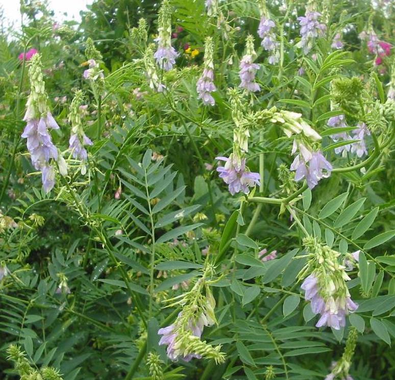 Galega officinalis - Galega, Arruda Caprária, Arruda de Cabra, Arruda-Caprária, Goat's Rue - Imagem 4