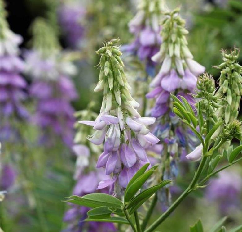 Galega officinalis - Galega, Arruda Caprária, Arruda de Cabra, Arruda-Caprária, Goat's Rue - Imagem 5