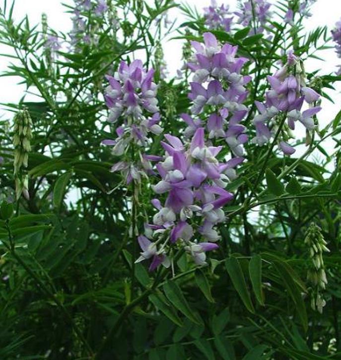 Galega officinalis - Galega, Arruda Caprária, Arruda de Cabra, Arruda-Caprária, Goat's Rue - Imagem 6
